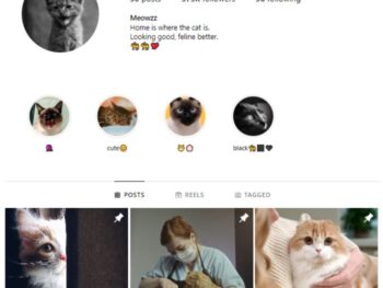 370K Cute Cats Instagram Account for sale