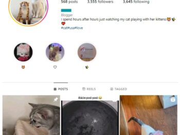 3K Cats Pets Instagram Account for sale