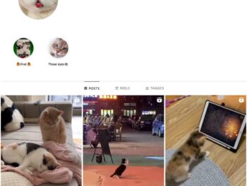3K Kittens Cats Instagram Account for Sale
