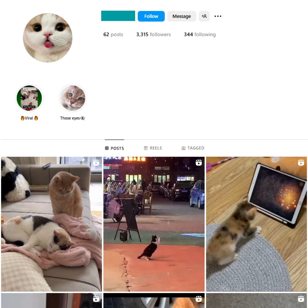 3K Kittens Cats Instagram Account for Sale