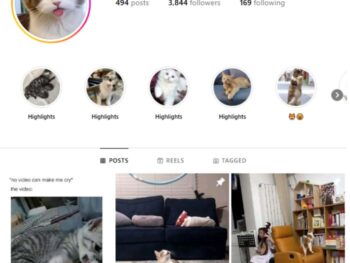 3K Kittens Cats Instagram Account for sale