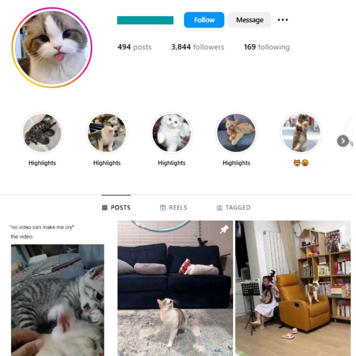 3K Kittens Cats Instagram Account for sale