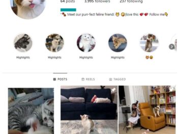 3K Kittens Cats Instagram Account for sale