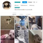 40K Cute Cats Instagram Account for sale