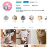 4K Kittens Cats Instagram Account for sale