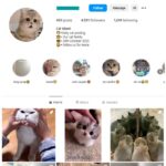 4K Pets Cats Instagram Account for sale