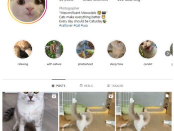 50K Kittens Cats Instagram Account for sale