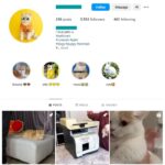 5K Cats Pets Instagram Account for sale
