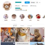 60K Cute Cats Instagram Account for sale