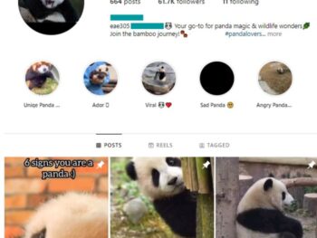 60K Panda Animals Instagram Account for sale