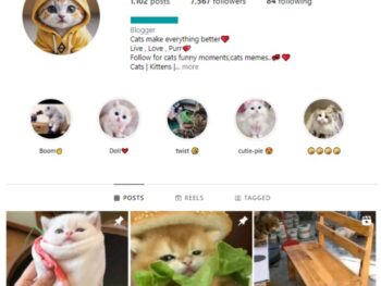 7K Cats Pets Instagram Account for sale
