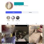 8K Pets Cats Instagram Account for Sale