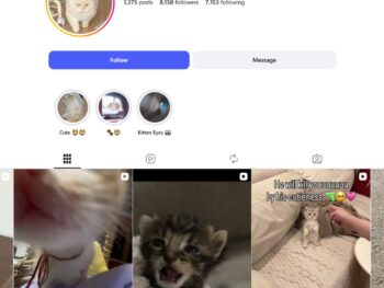 8K Pets Cats Instagram Account for Sale