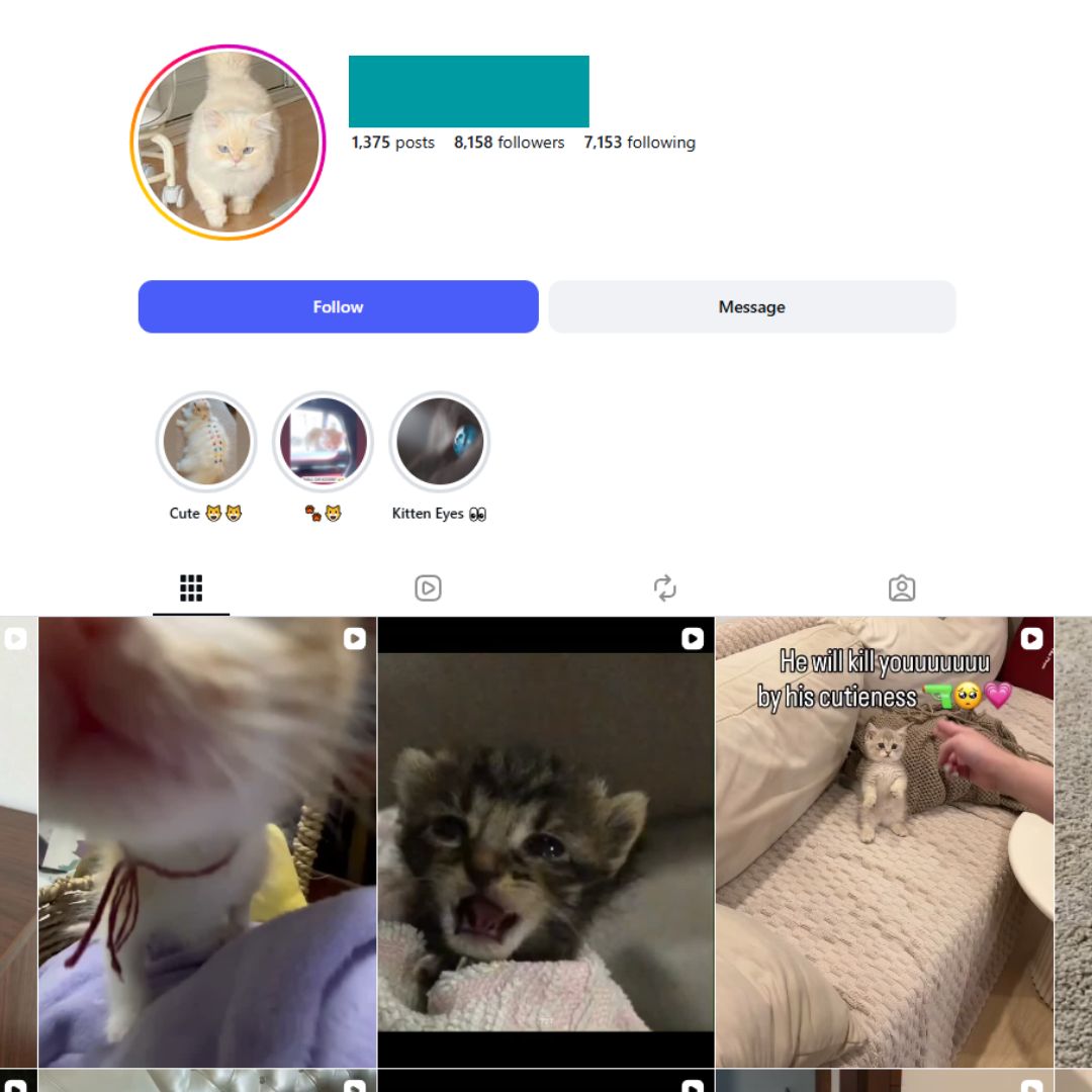 8K Pets Cats Instagram Account for Sale 8K Pets Cats Instagram Account for Sale