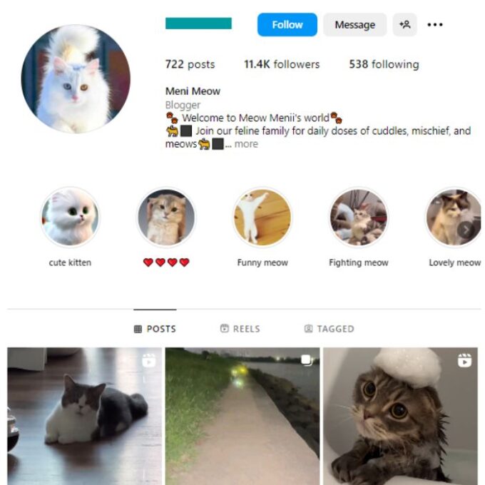 11K Cute Cats Instagram Account for sale