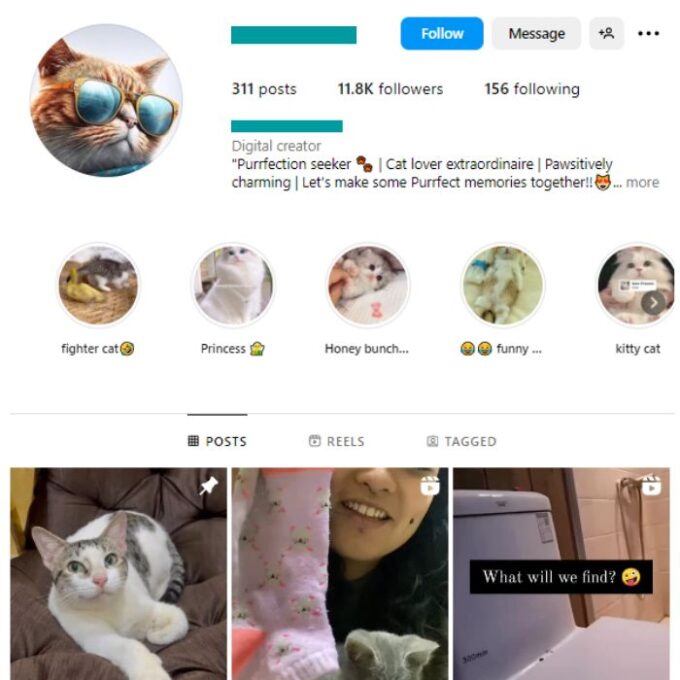11K Kittens Cats Instagram Account for sale