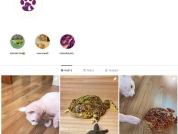 130K Cats Frogs Instagram Account for Sale