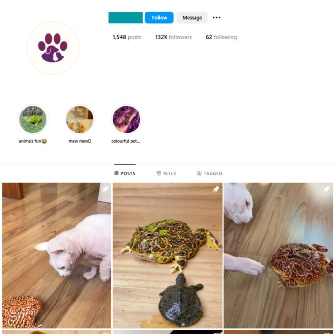 130K Cats Frogs Instagram Account for Sale