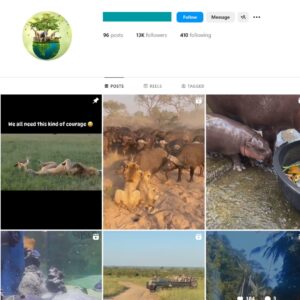 13K Animals Wildlife Instagram Account for Sale