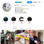 200K Cute Cats Instagram Account for sale