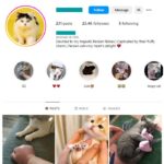 23K Cute Cats Instagram Account for sale