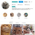 25K Cute Cats Instagram Account for sale