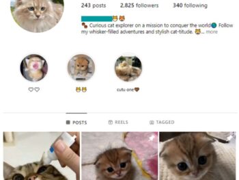 2K Cute Cats Instagram Account for sale