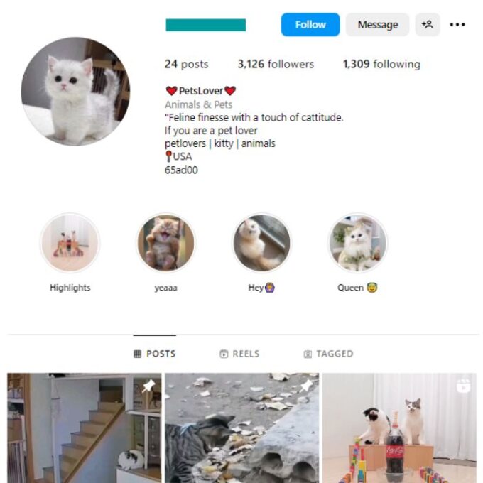 3K Cats Pets Instagram Account for sale