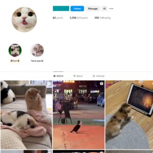 3K Cute Cats Instagram Account for Sale