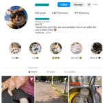 3K Kittens Cats Instagram Account for sale