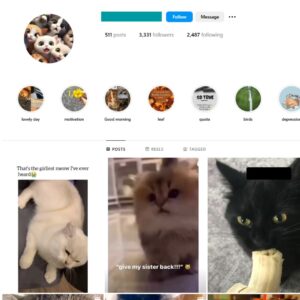 3K Pets Cats Instagram Account for Sale