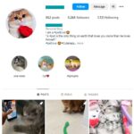 3K Pets Cats Instagram Account for sale