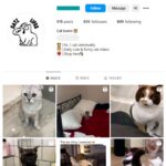 40K Cute Cats Instagram Account for sale