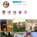 44K Cute Cats Instagram Account for Sale