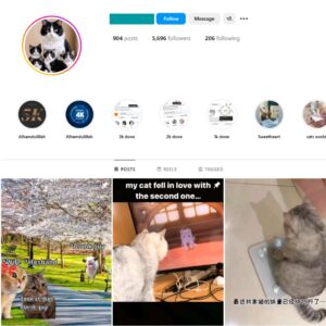 5K Cute Cats Instagram Account for Sale