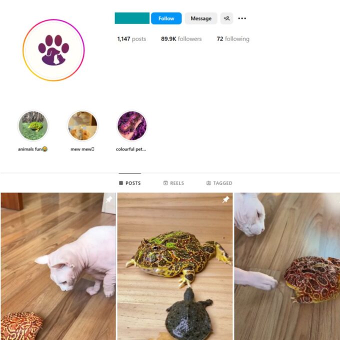 90K Cats Frogs Instagram Account for Sale