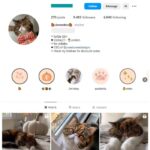 9K Cats Pets Instagram Account for sale
