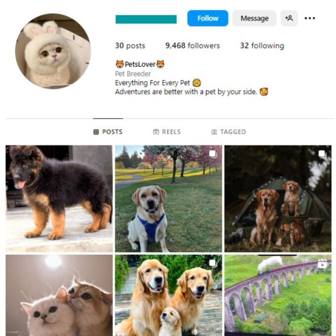 9K Dogs Pets Instagram Account for sale