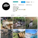 9K Nature Wildlife Instagram Account for sale
