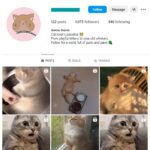1K Cute Cats Instagram Account for sale