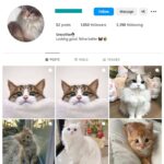 1K Pets Cats Instagram Account for sale