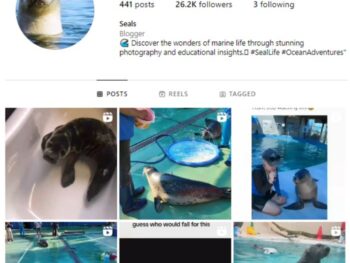 25K Seals Animal Instagram Account for sale