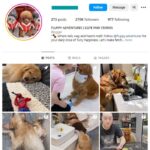 270K Pets Dogs Instagram Account for sale
