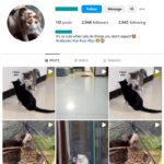 2K Cute Cats Instagram Account for sale