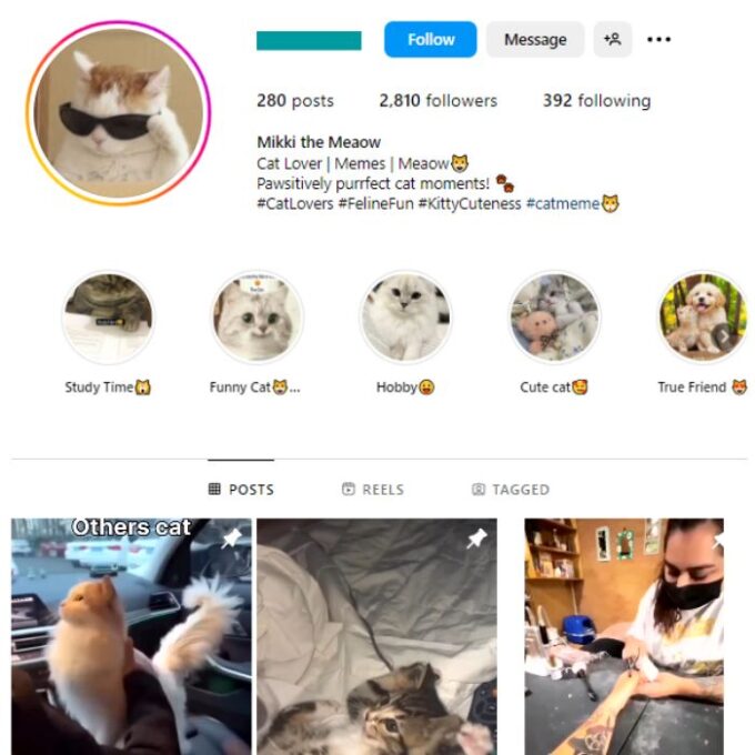 4K Kittens Cats Instagram Account for sale