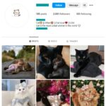 2K Kittens Cats Instagram Account for sale