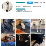 2K Labrador Pets Instagram Account for sale