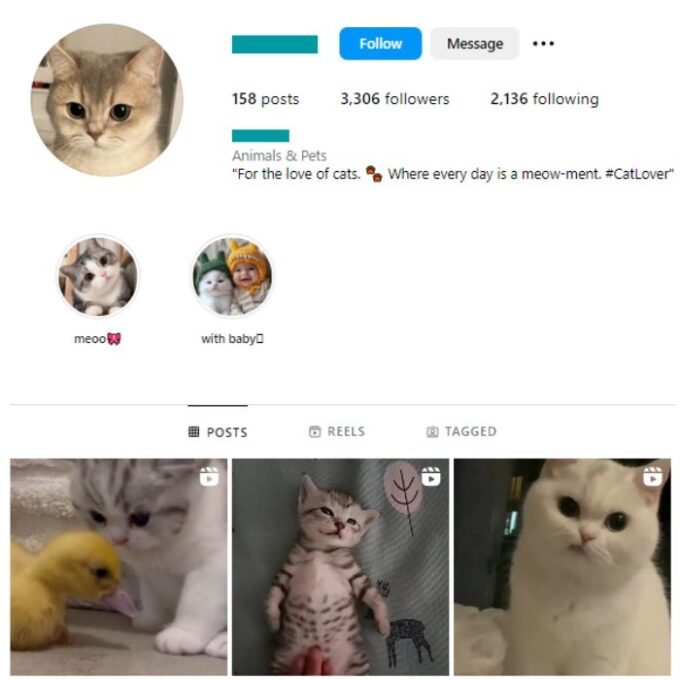 3K Cute Cats Instagram Account for sale