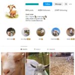 4K Goats Animals Instagram Account for sale