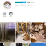 5K Cute Cats Instagram Account for Sale
